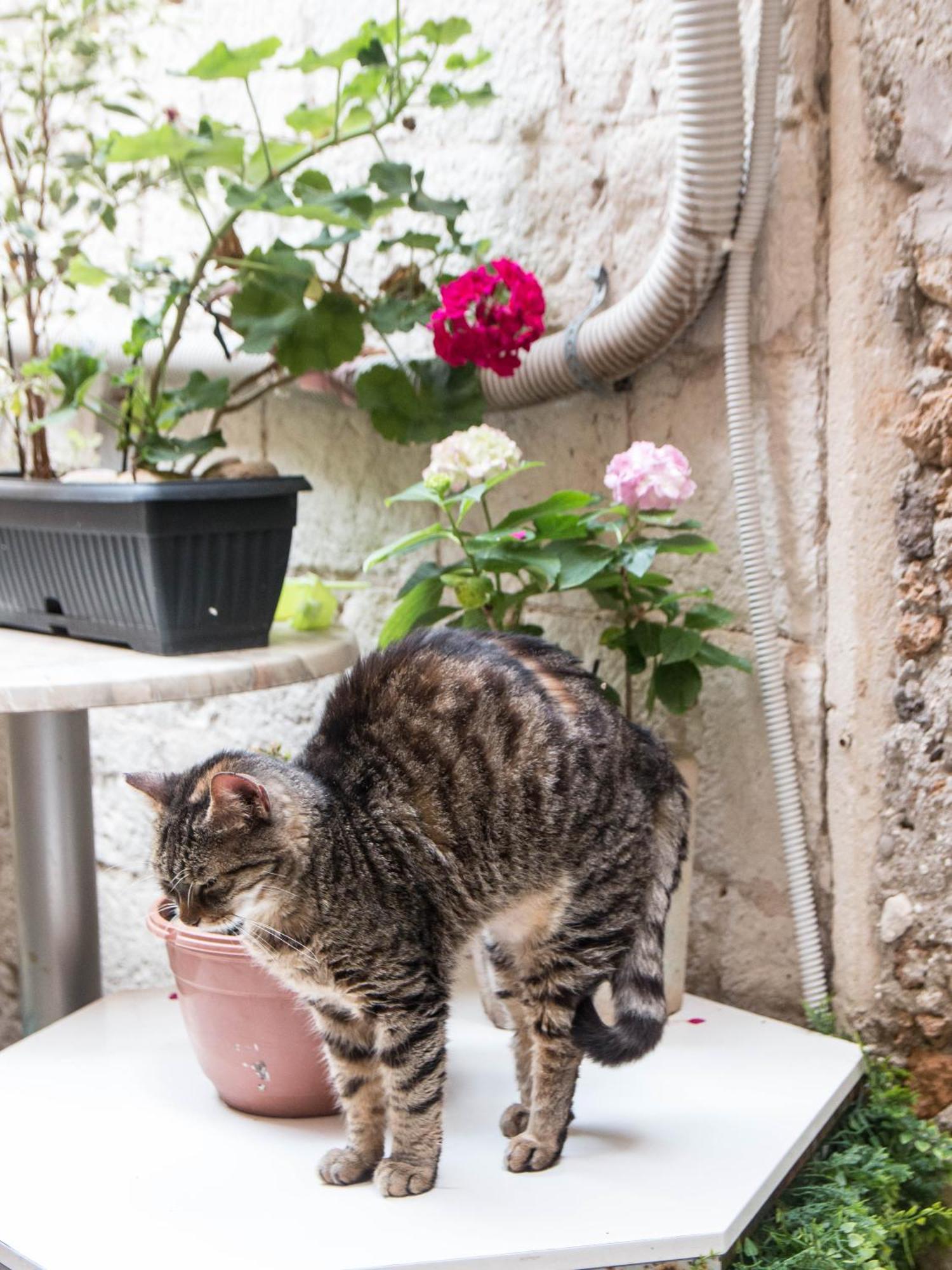 דירות Ella La Bella II Dubrovnik Old Town מראה חיצוני תמונה